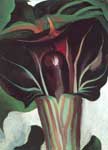 Georgia OKeeffe Jack - en - el - Pulpit No.I reproduccione de cuadro