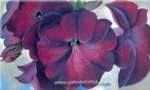 Georgia OKeeffe Petunias reproduccione de cuadro